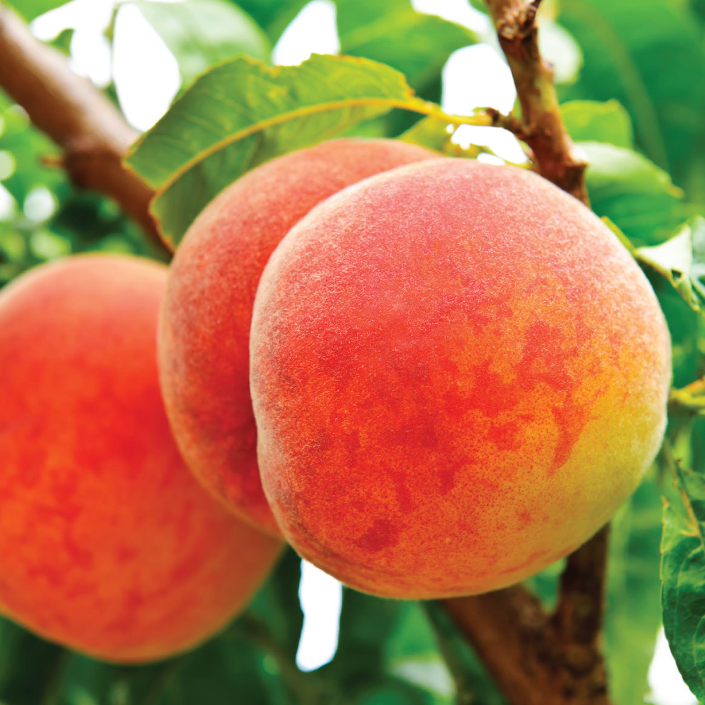 3-in-1 Peach Combo Tree #5, Elberta Early Elberta Red Haven