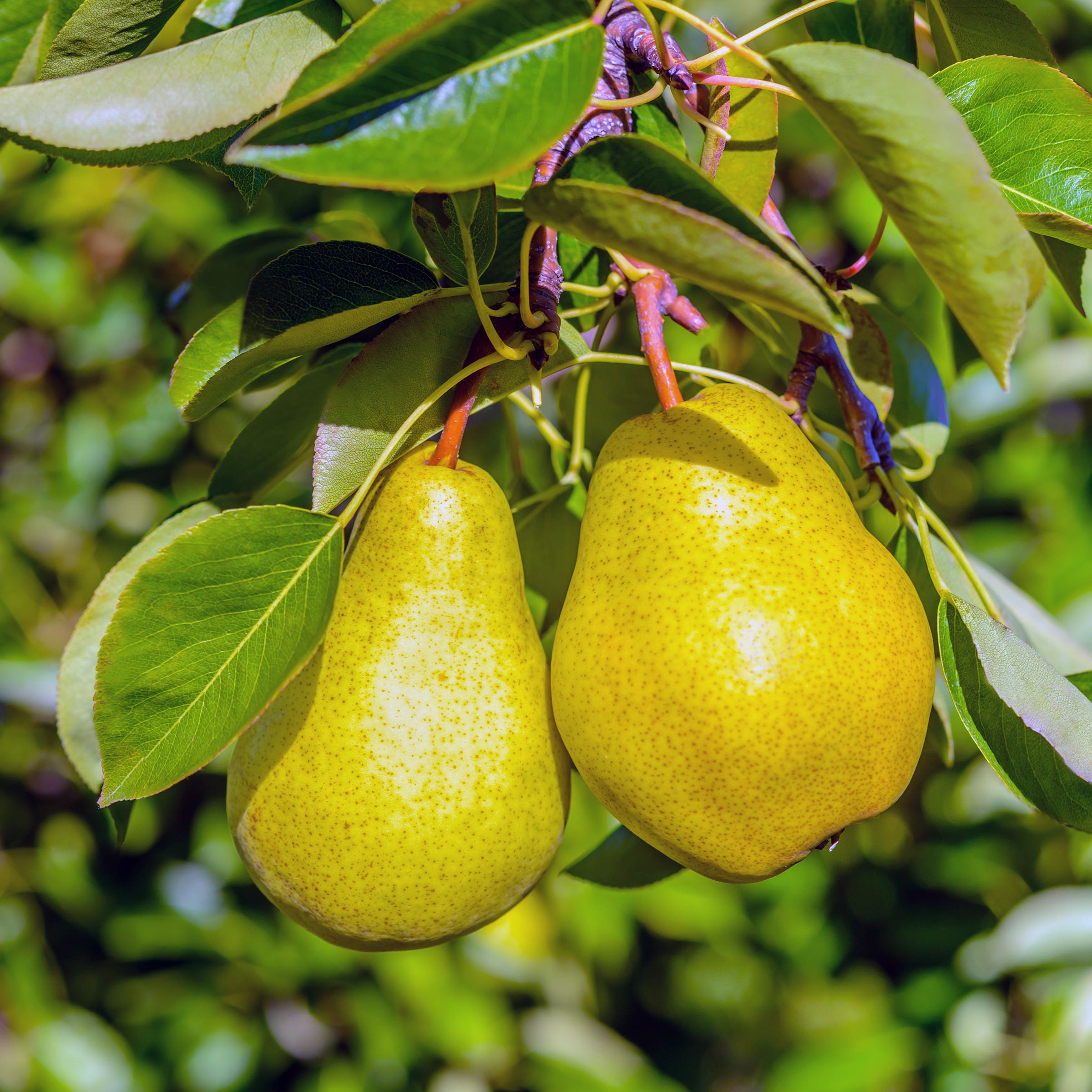 Bartlett Pear Tree, #7