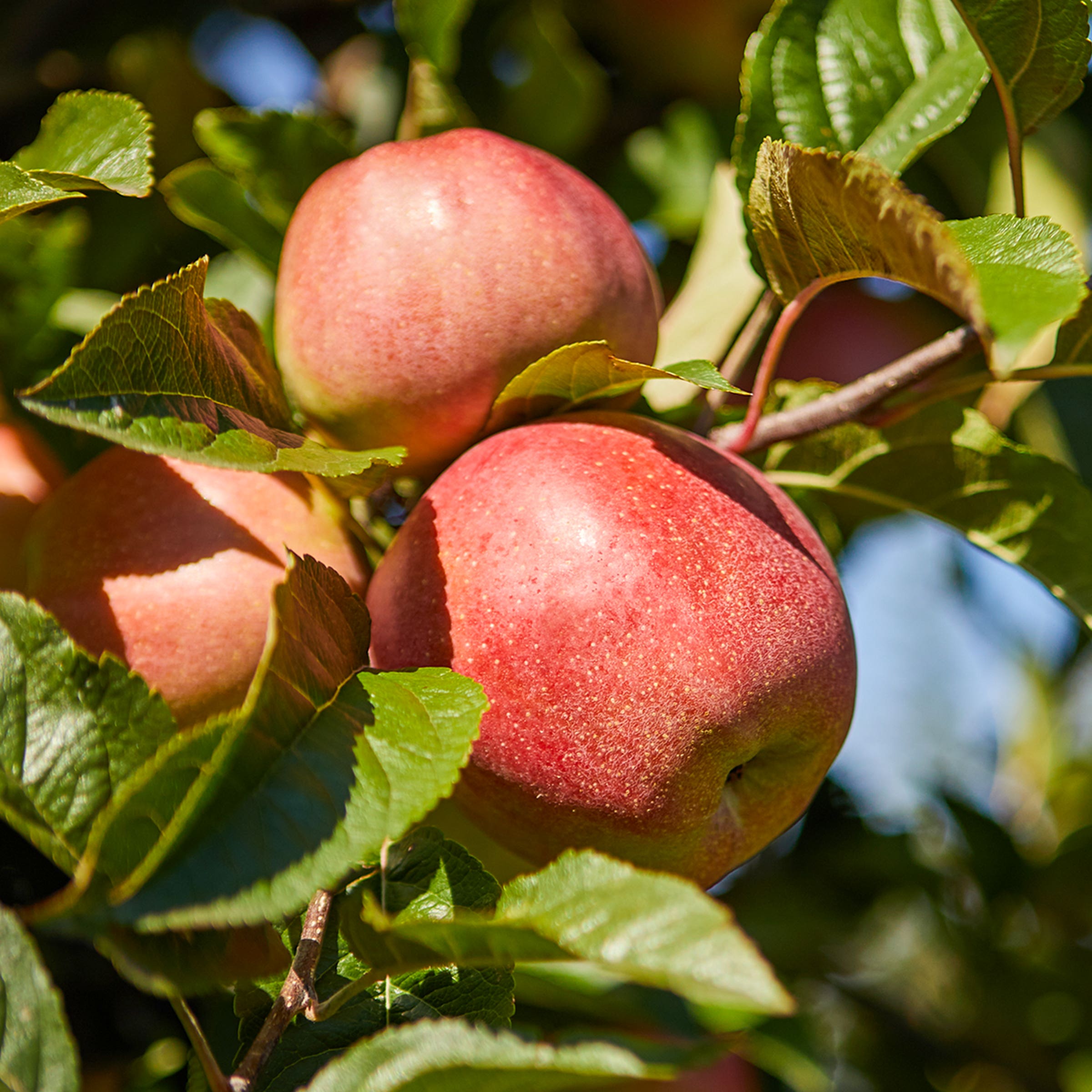 Blushing Delight™ Columnar Apple Tree, #7