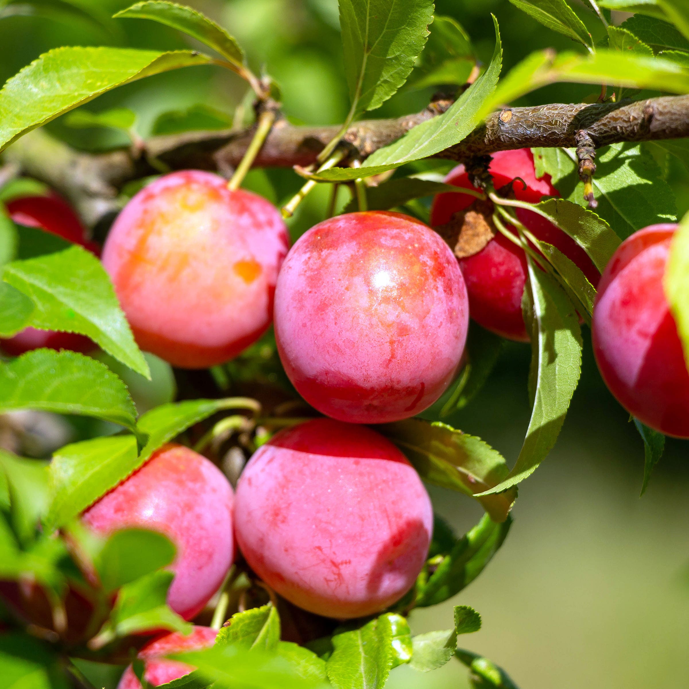 Burbank Plum Tree, #7