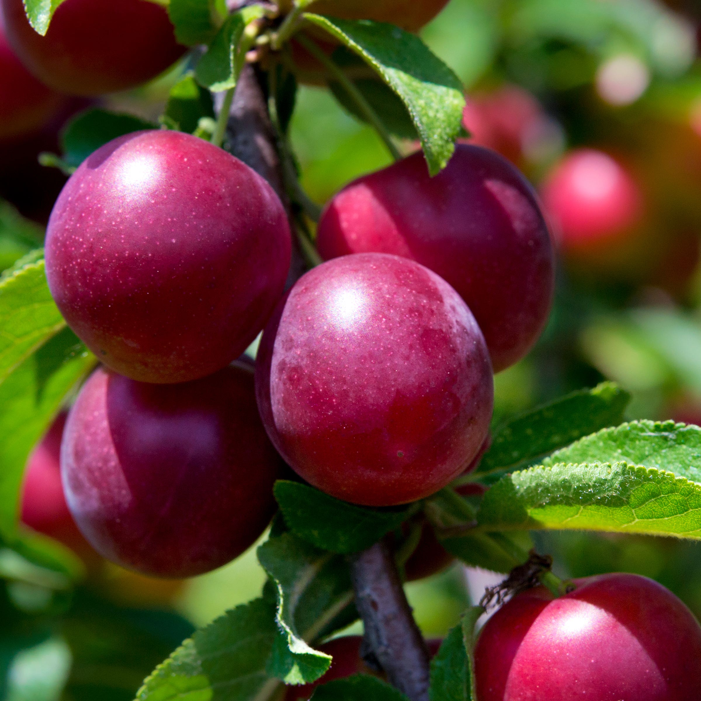 Burgundy Plum Tree, #7