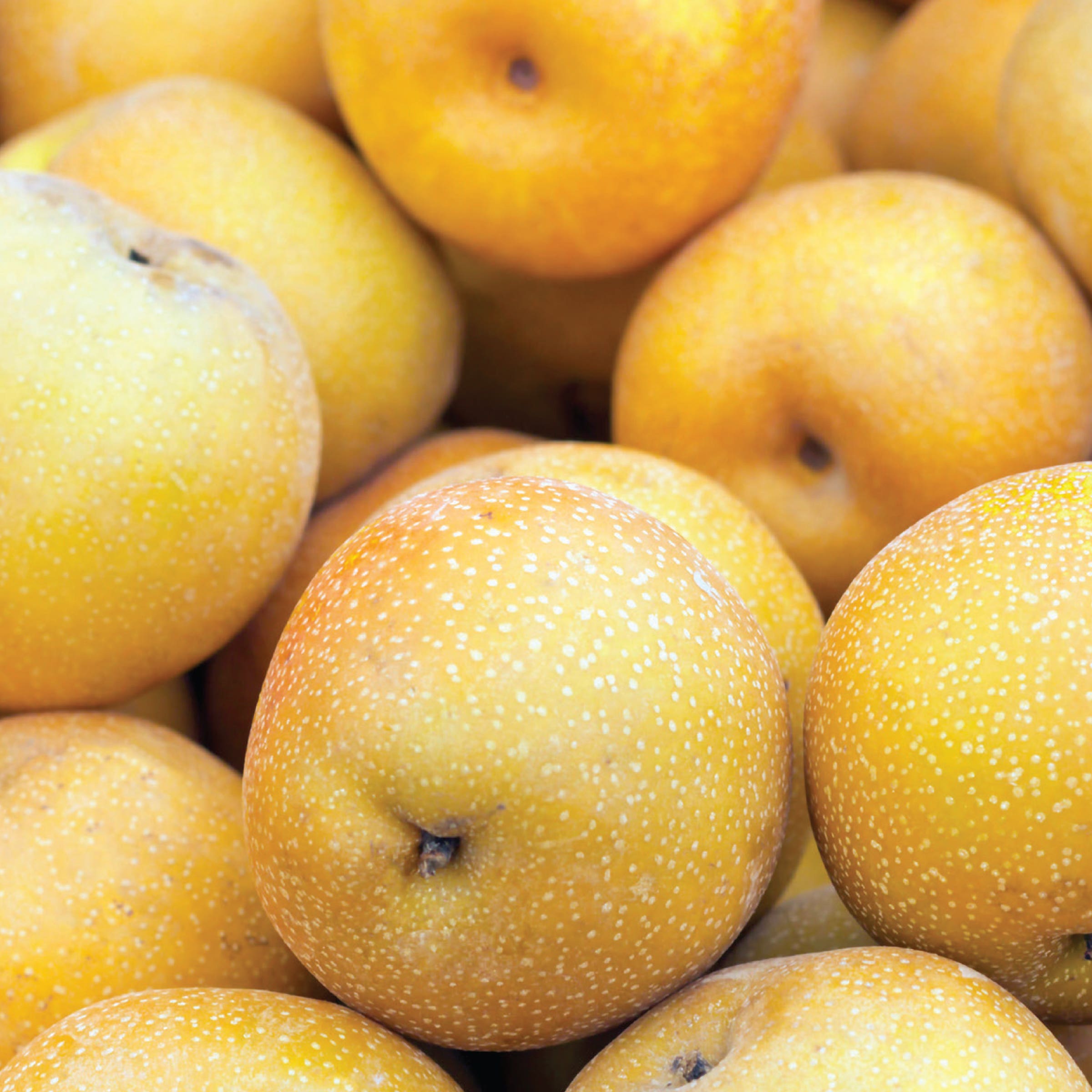 Chojuro Asian Pear Tree, #10