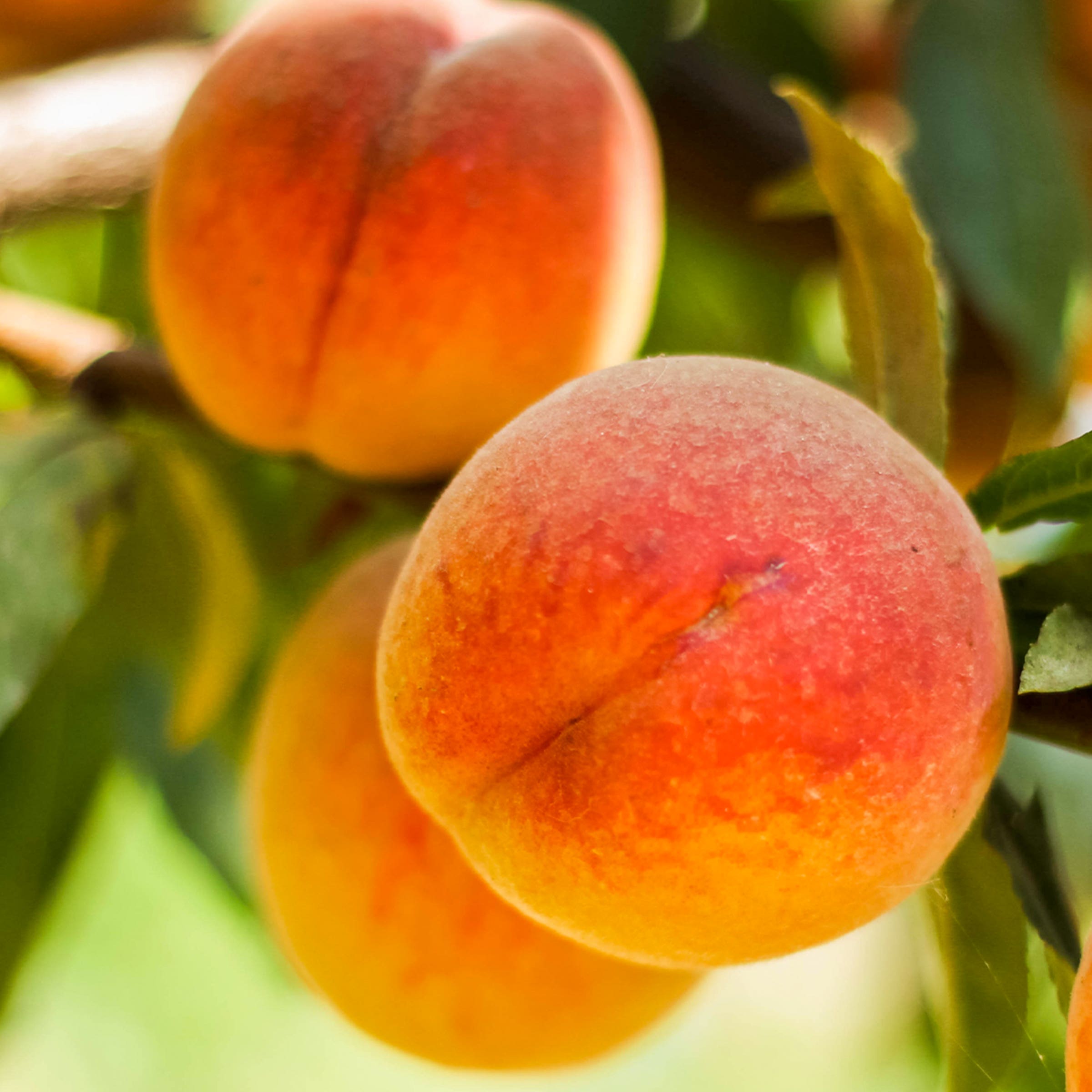 Contender Peach Tree, # 7