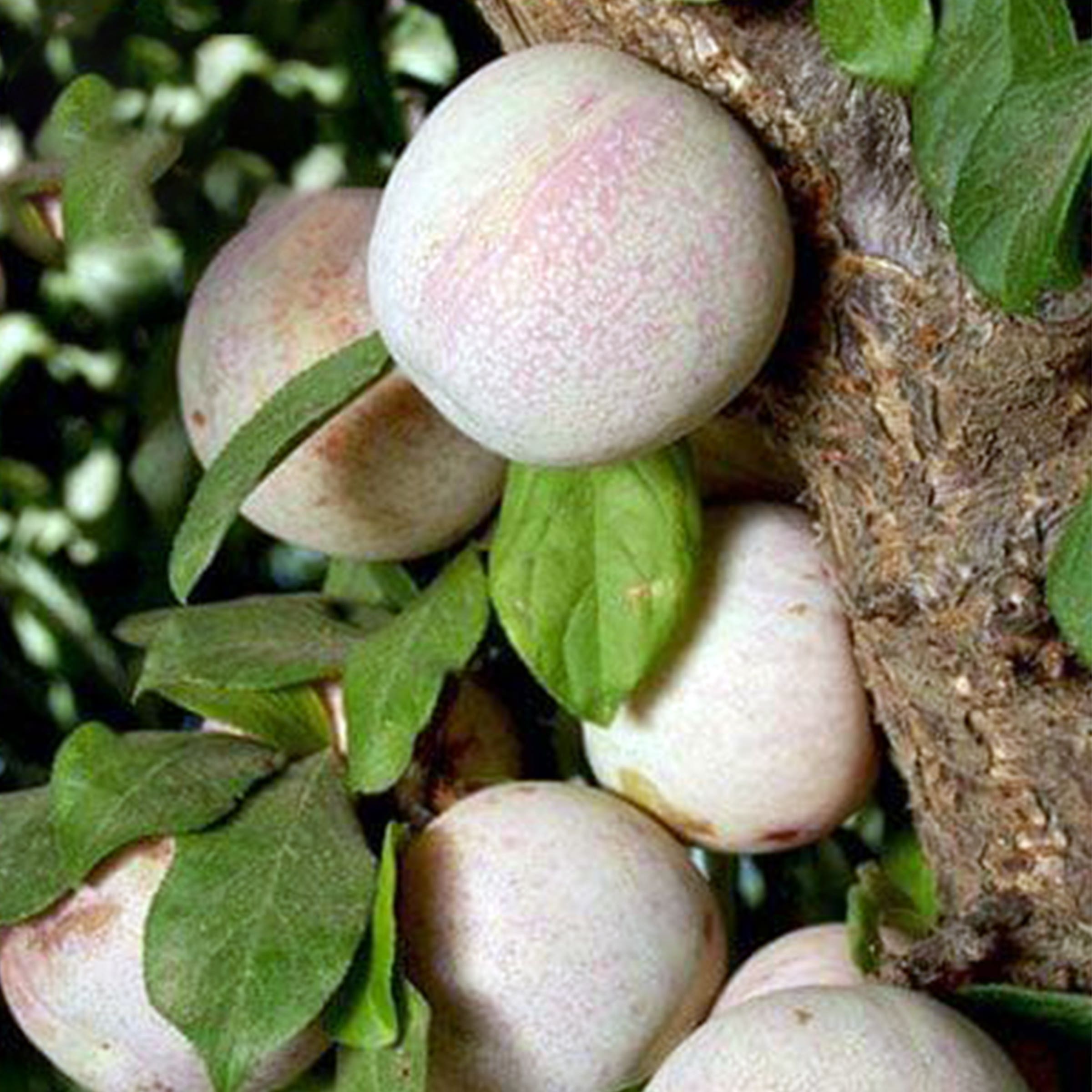Dapple Dandy Pluot Tree, #10