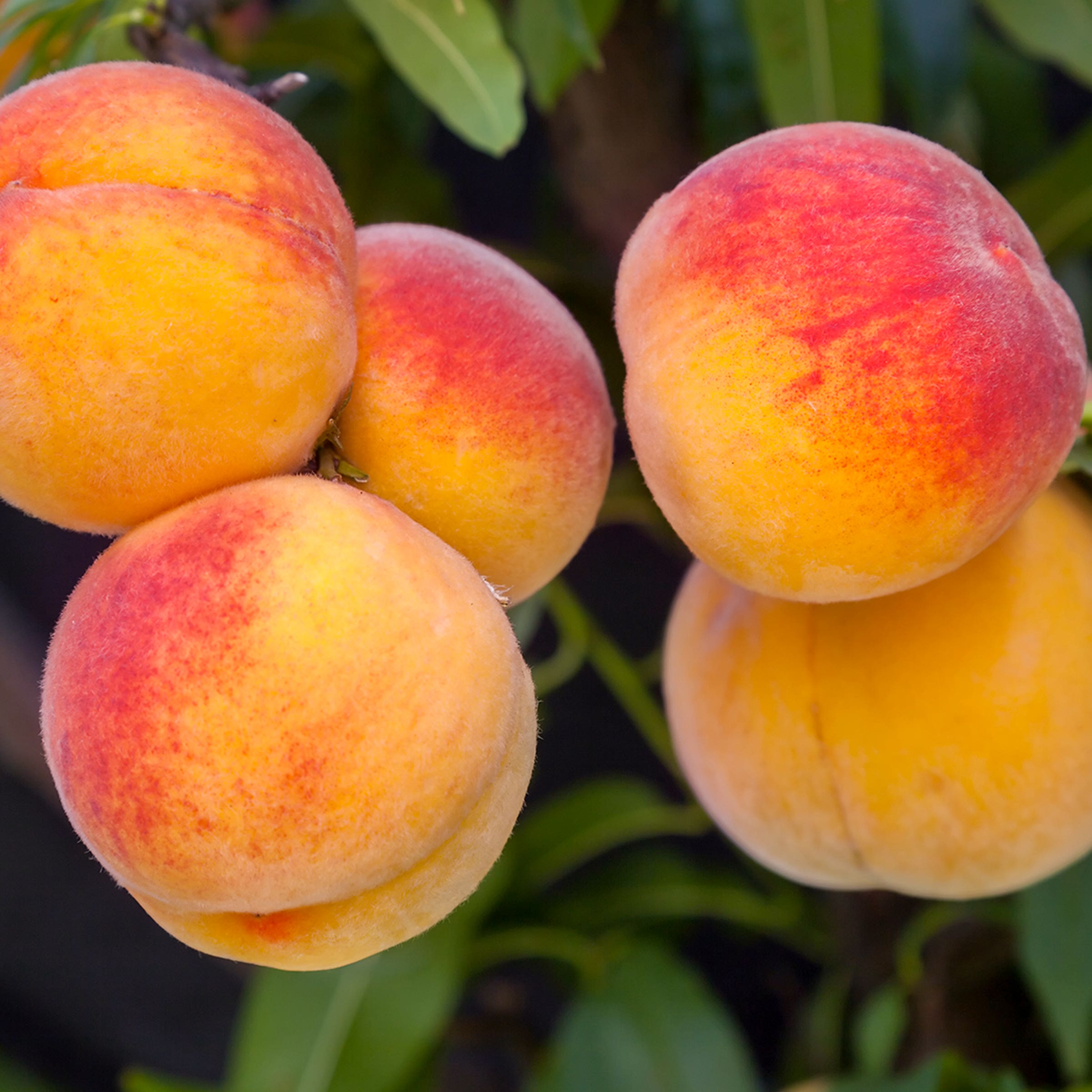 Early Elberta Peach Tree, # 5