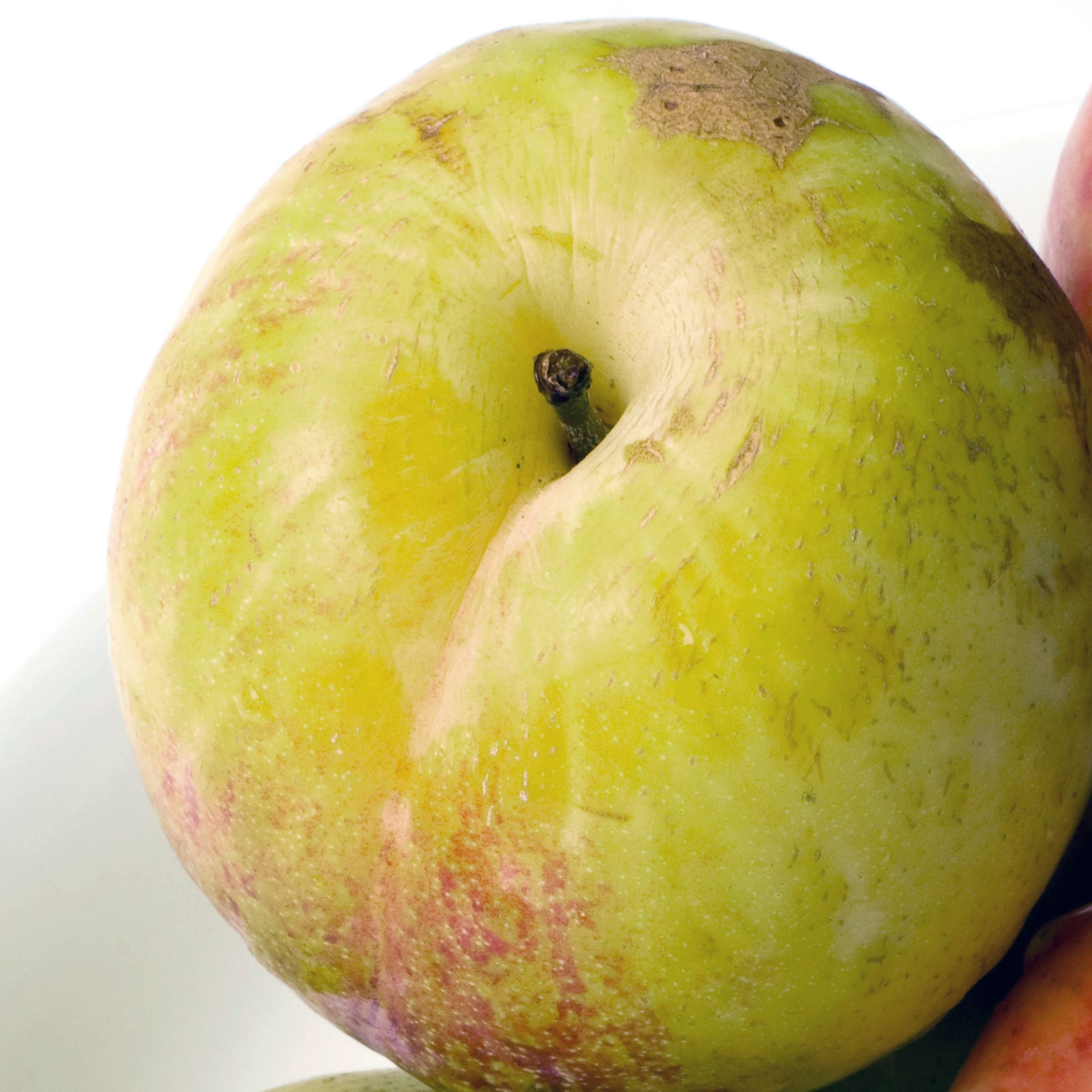 Flavor Grenade Pluot Tree, #10