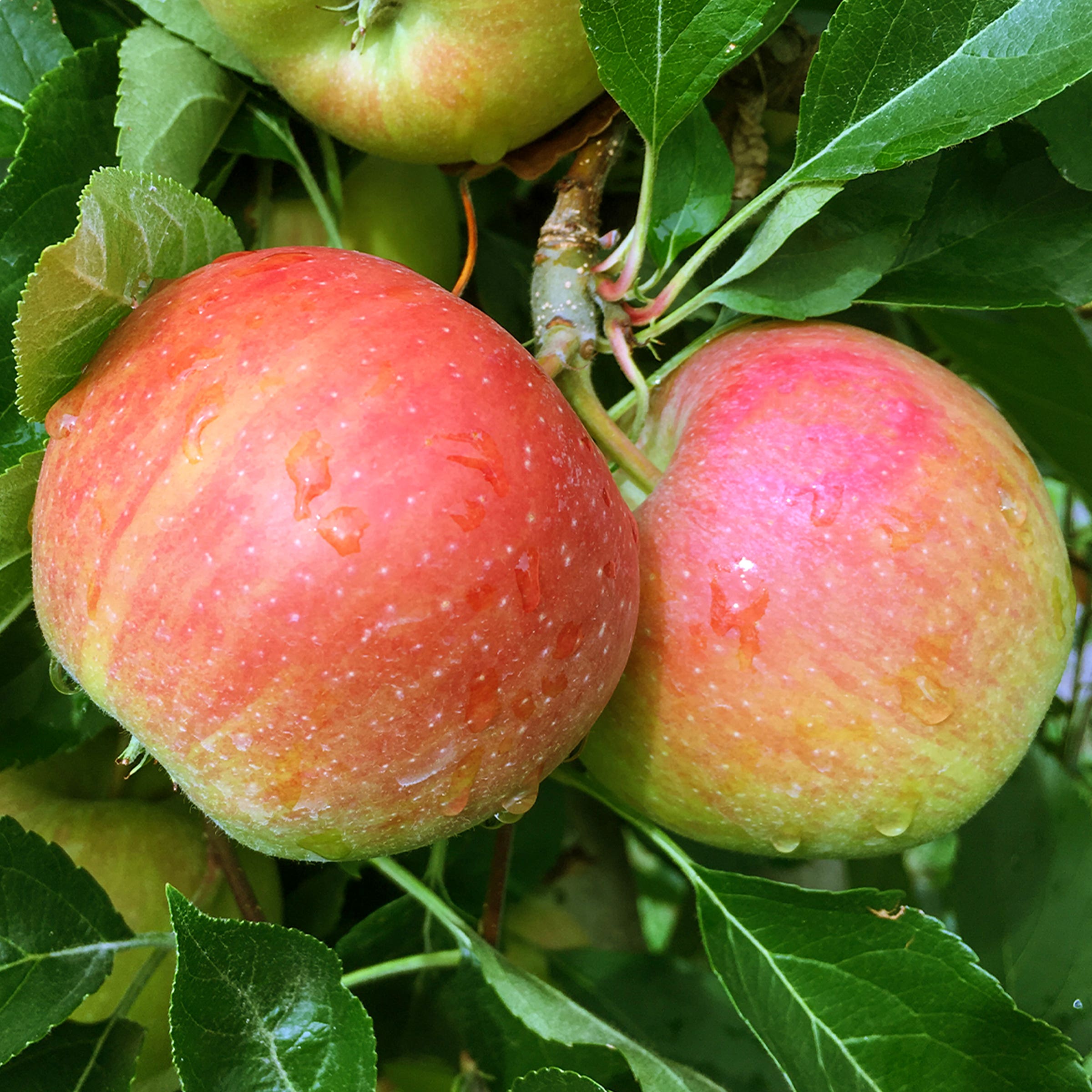Fuji Apple Tree, #10