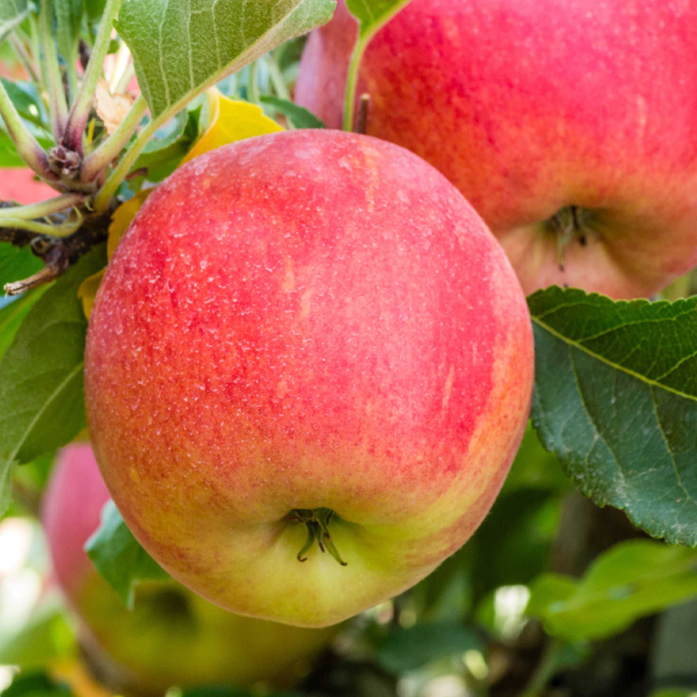 Gala Apple Tree, # 7