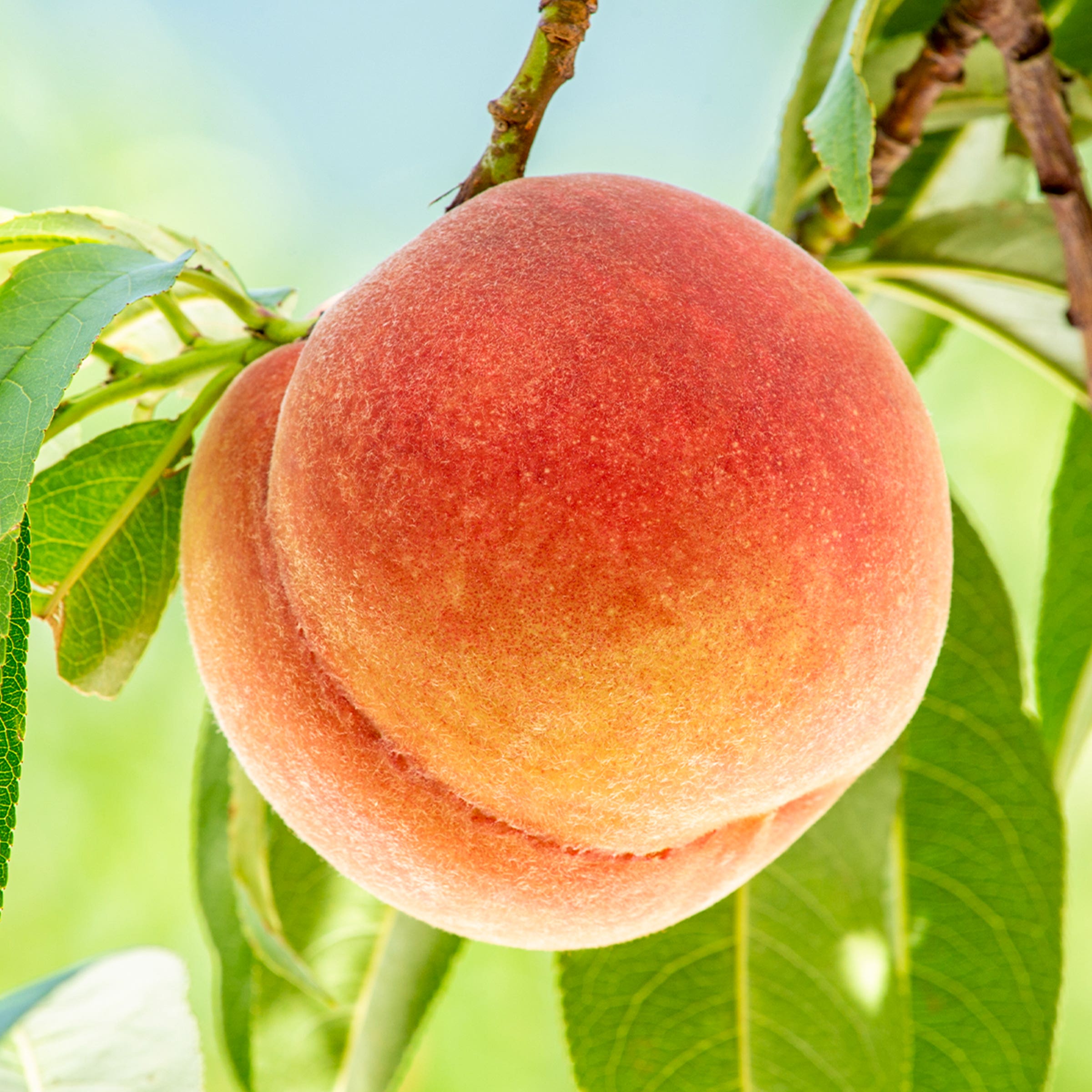 Hale Haven Peach Tree, # 7