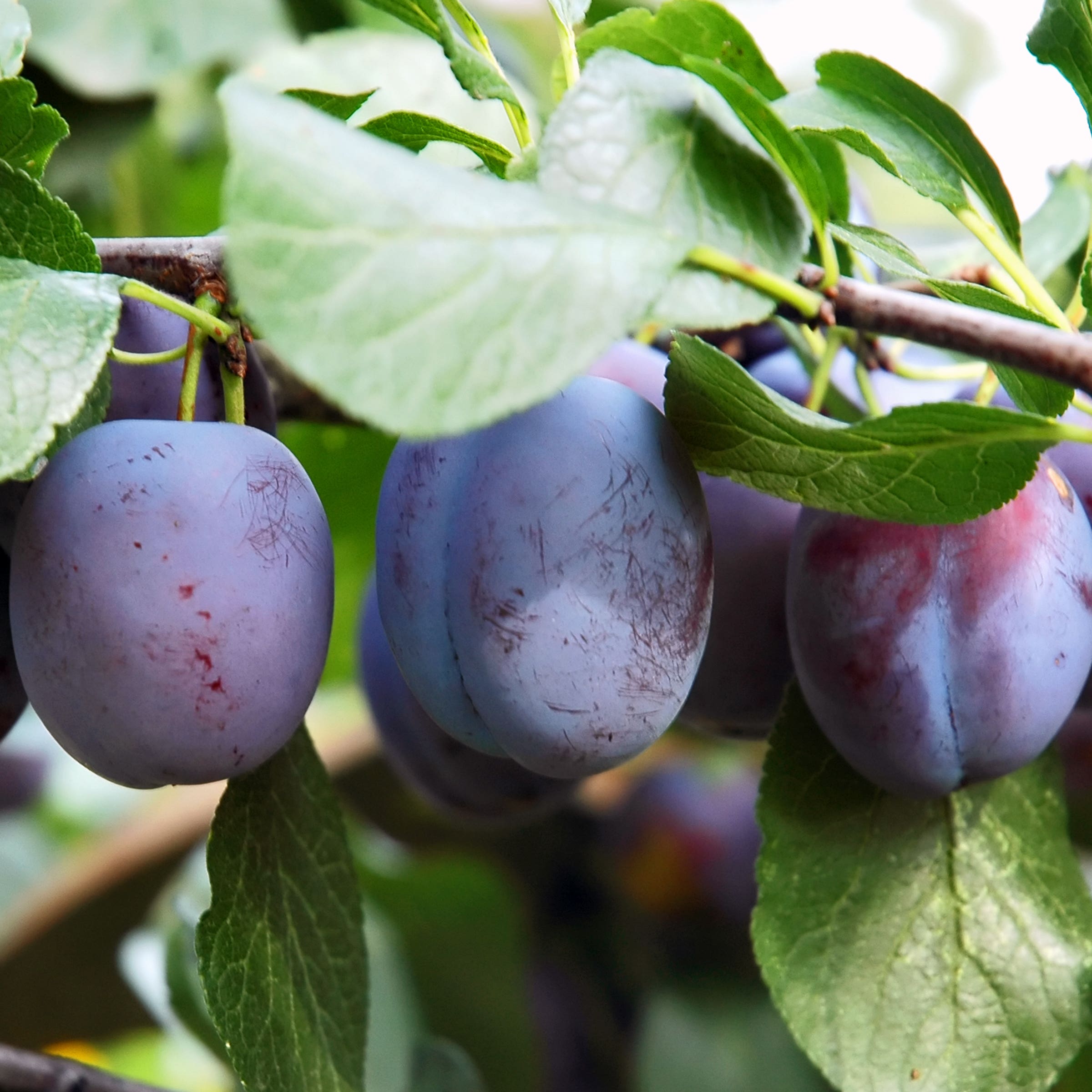 Italian Plum/Prune Tree, #7