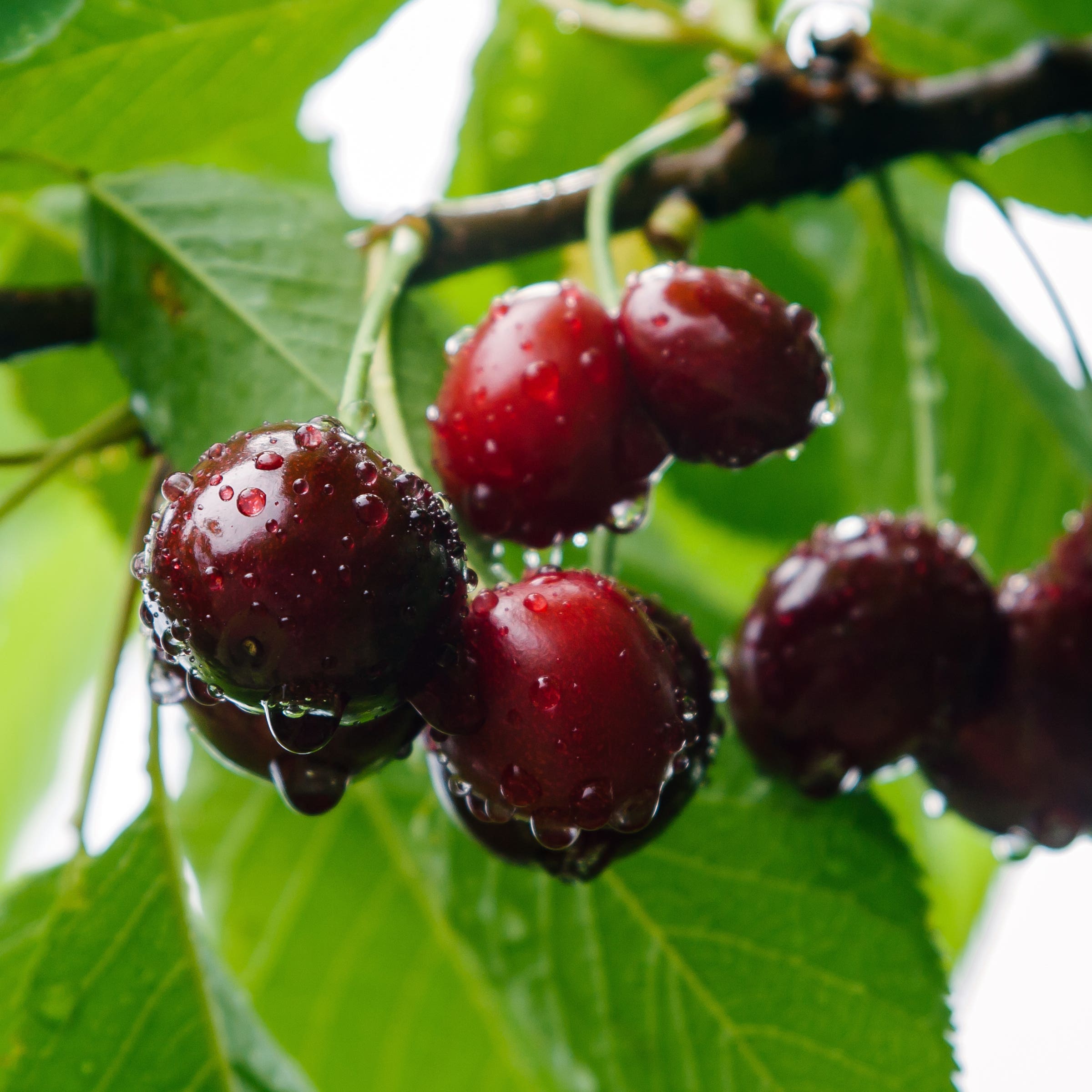 Juliet™ Bush Cherry, # 3