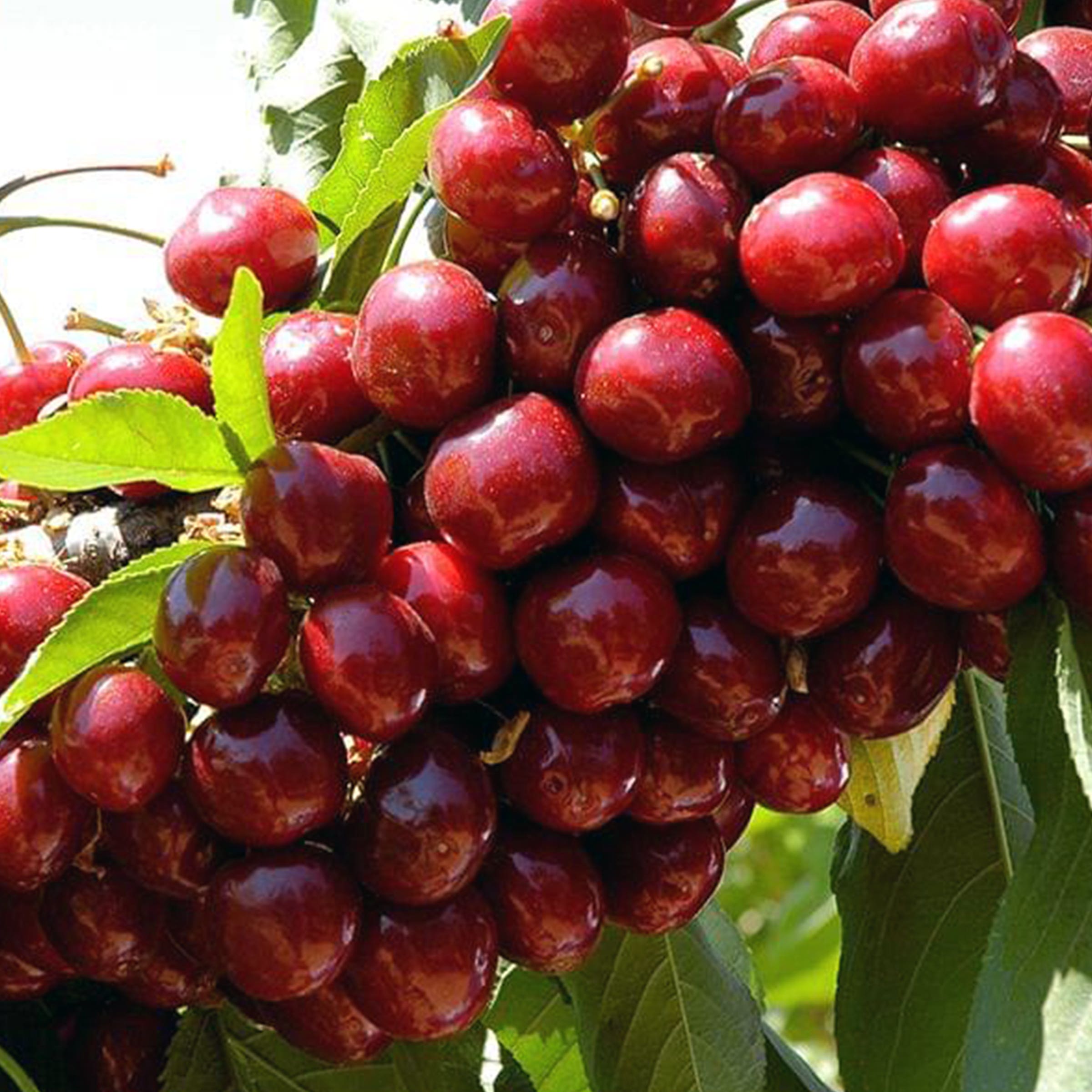 Lapins Sweet Cherry Tree, # 7