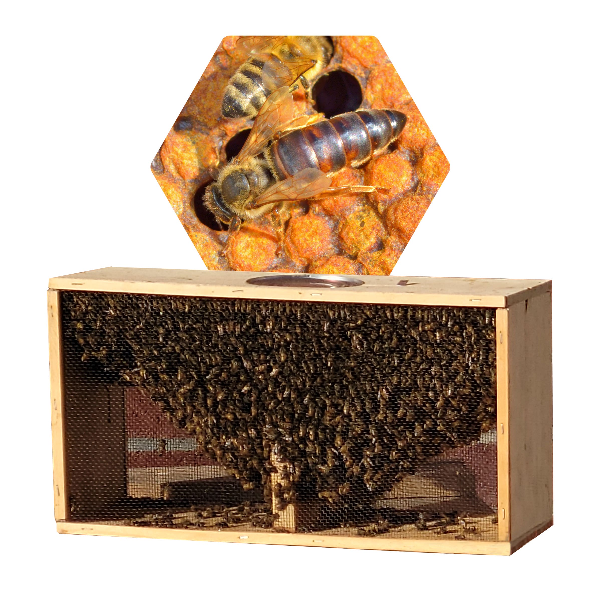 Live Bees 3 Lb. Package (With Carniolan Queen)