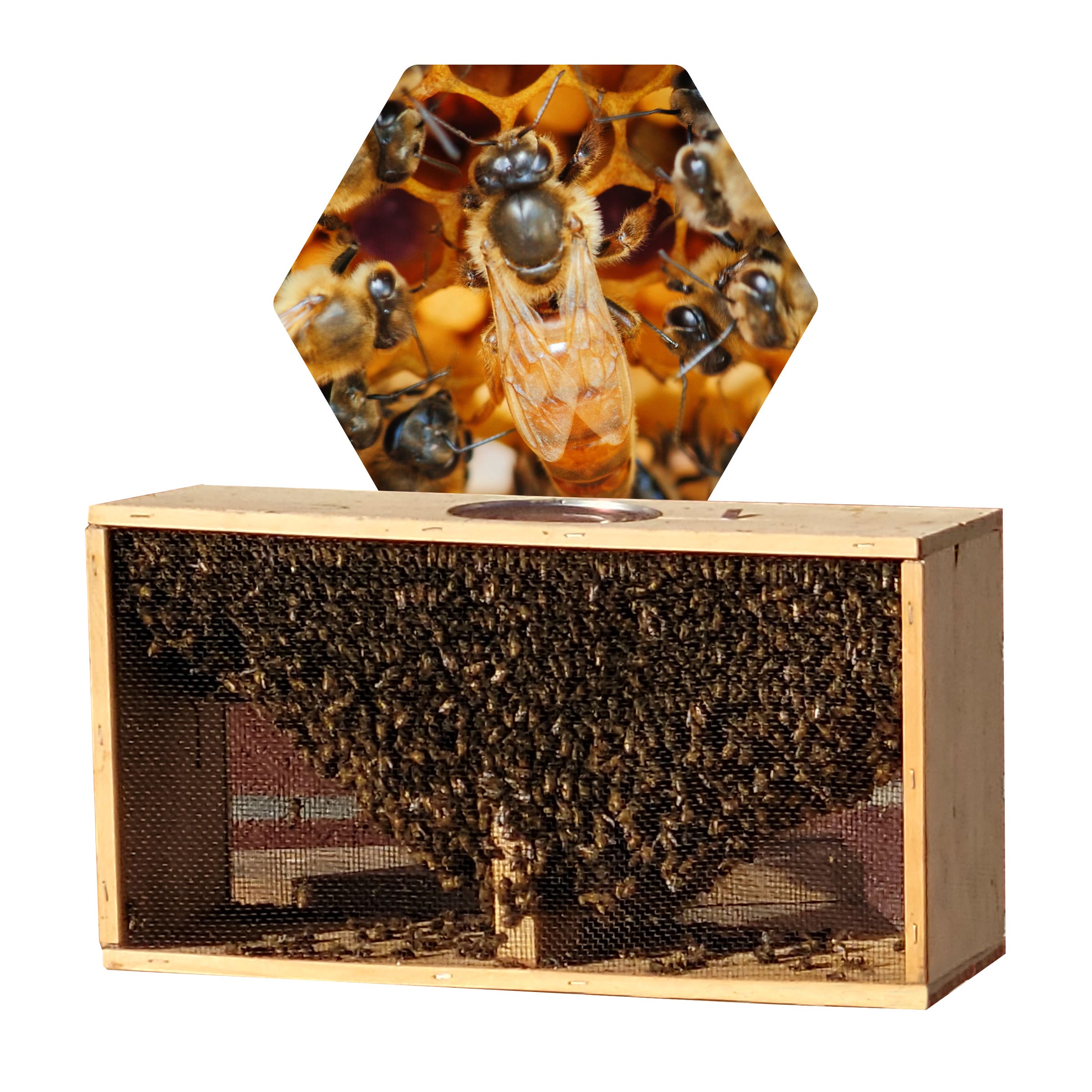 Live Bees 3 Lb. Package (With Italian Queen)