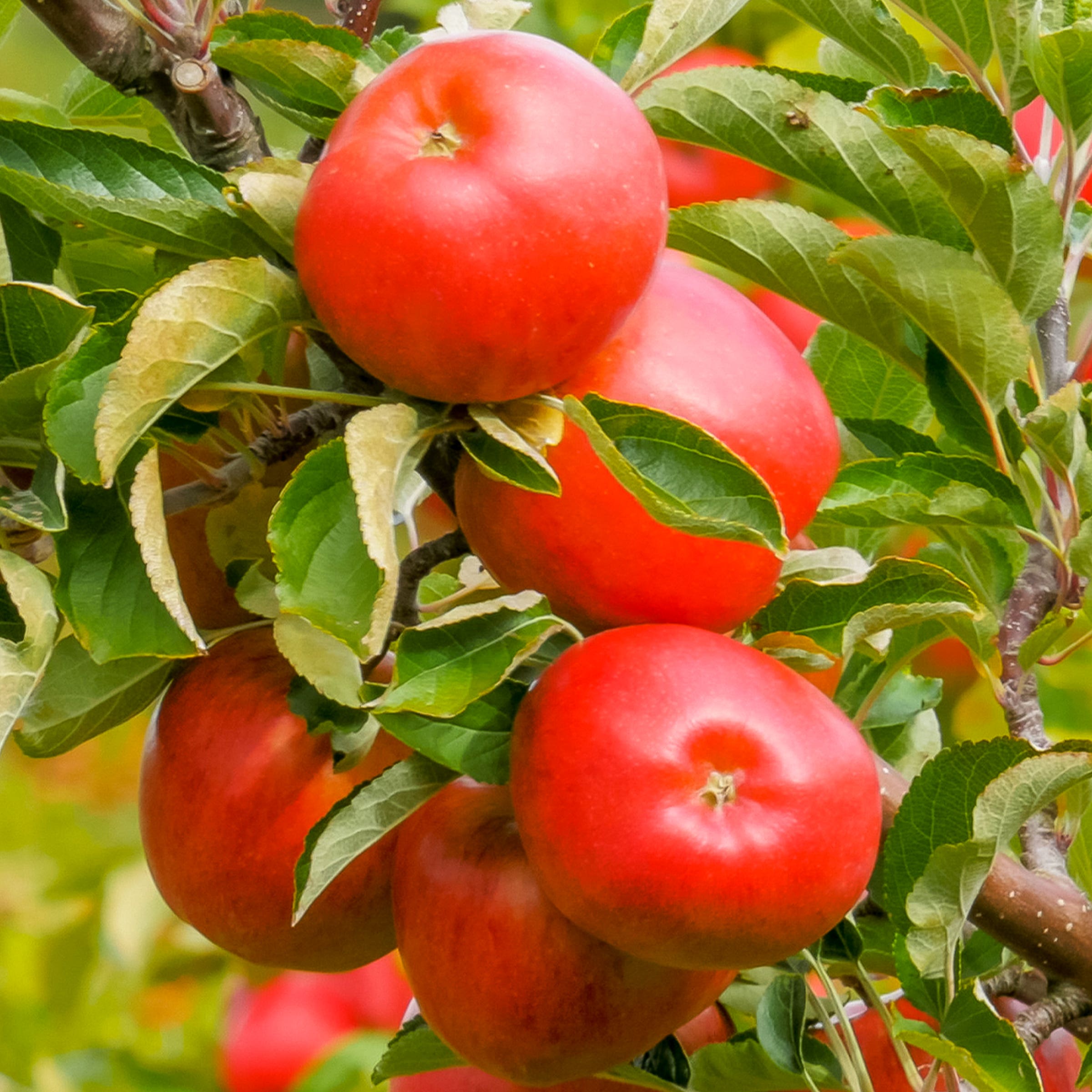 Pink Lady™ Apple Tree, # 7