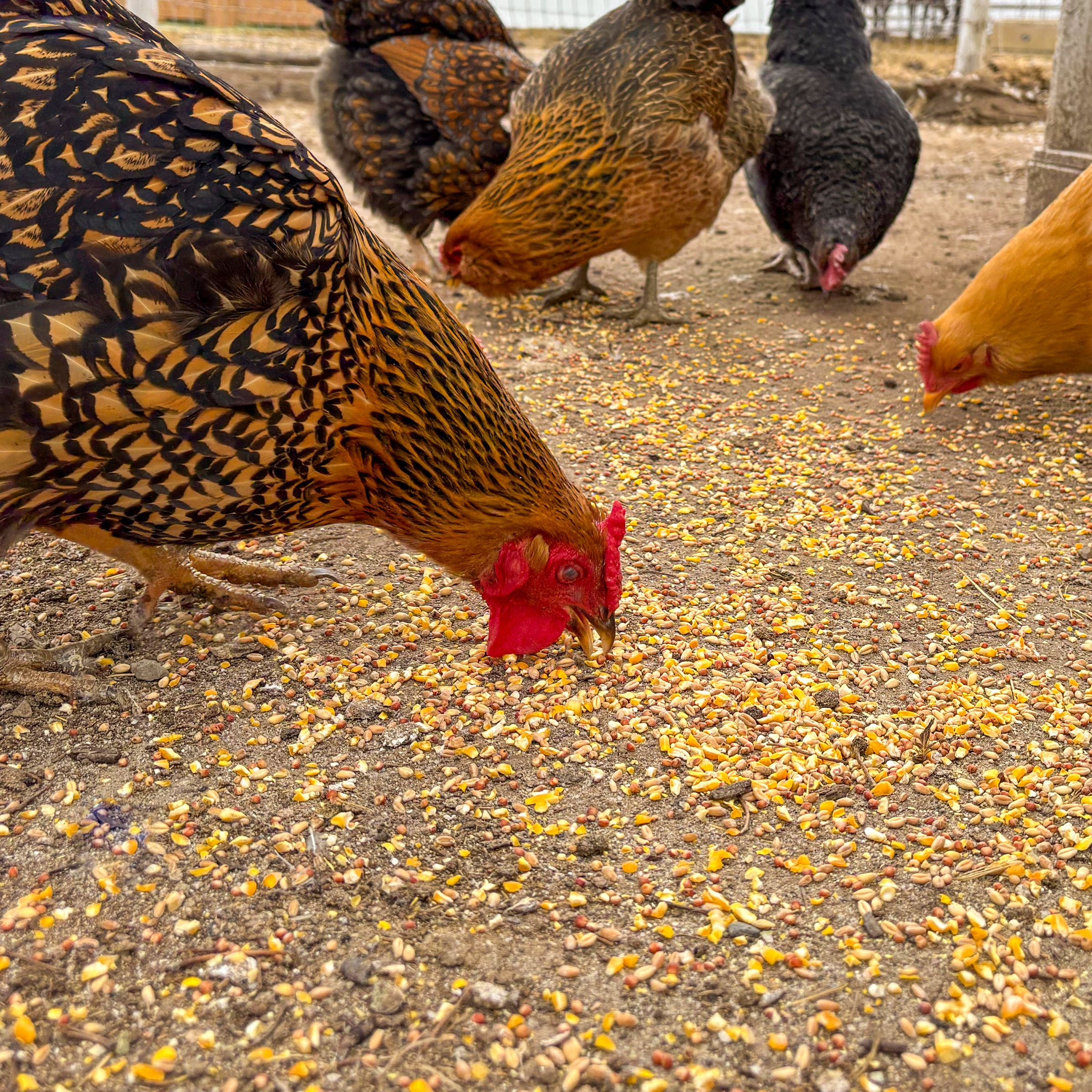 IFA Premium Poultry Scratch, 50 Lb. Bag