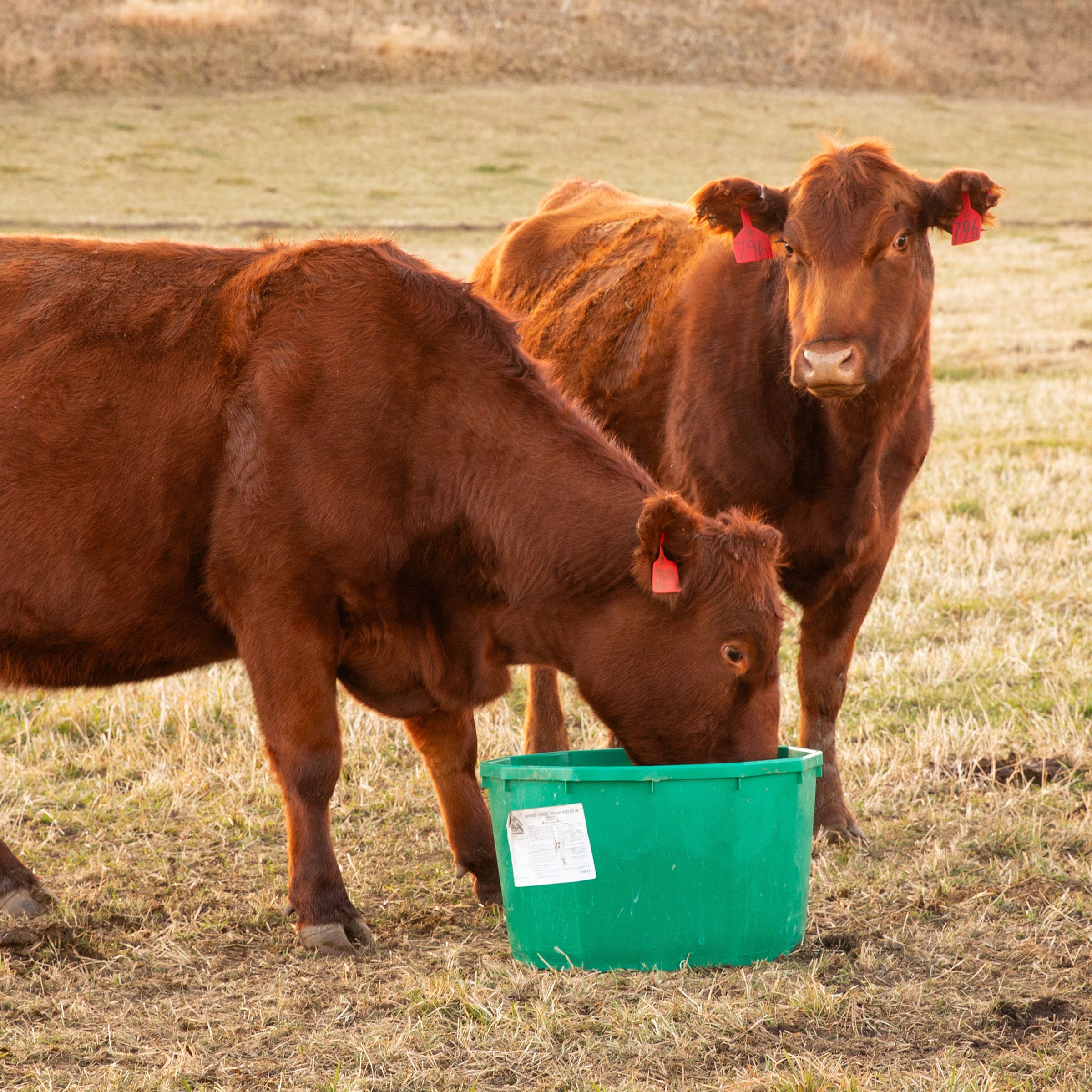 IFA Range Force 25% AF Compressed Protein Tub, 200 Lb.