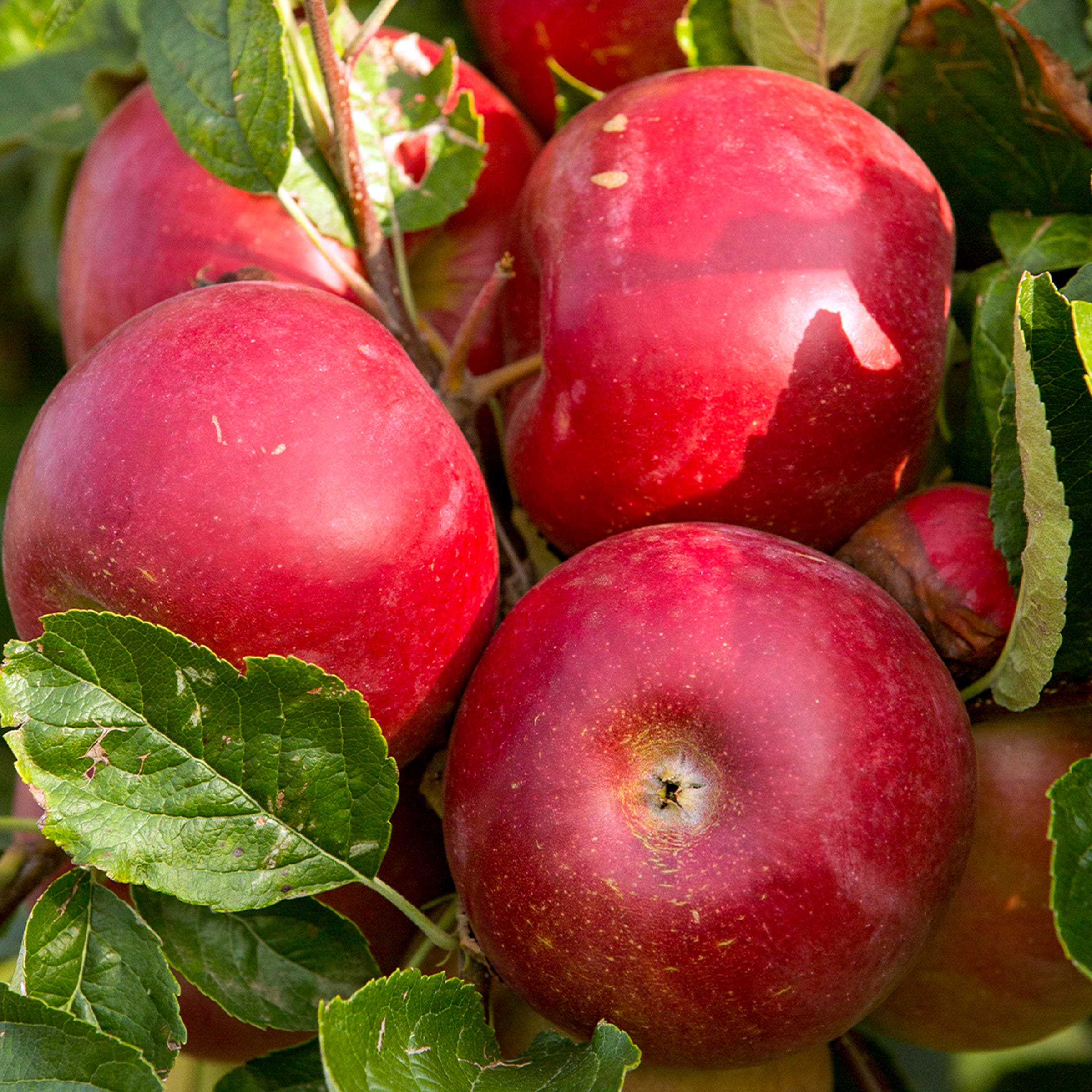 Red Tasty™ Apple Columnar Tree, # 5