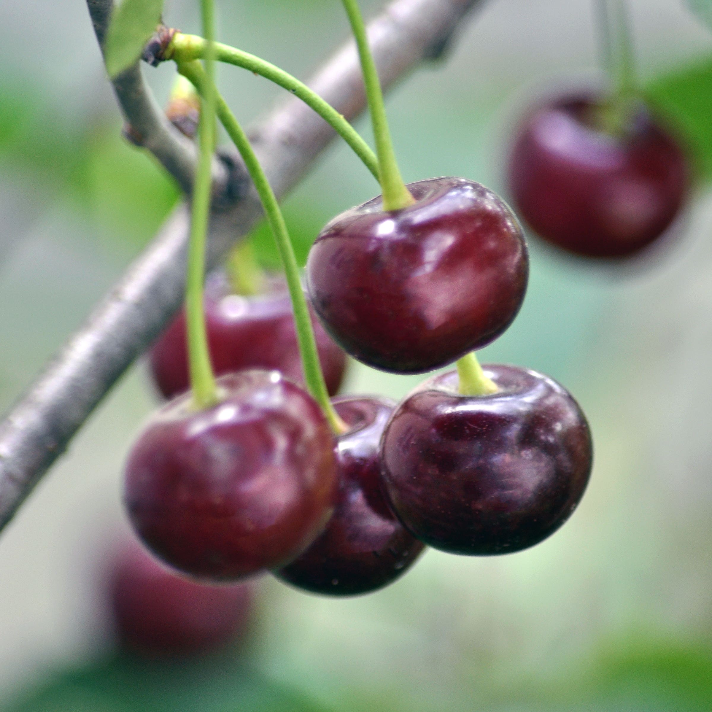 Romeo™ Bush Cherry, # 3