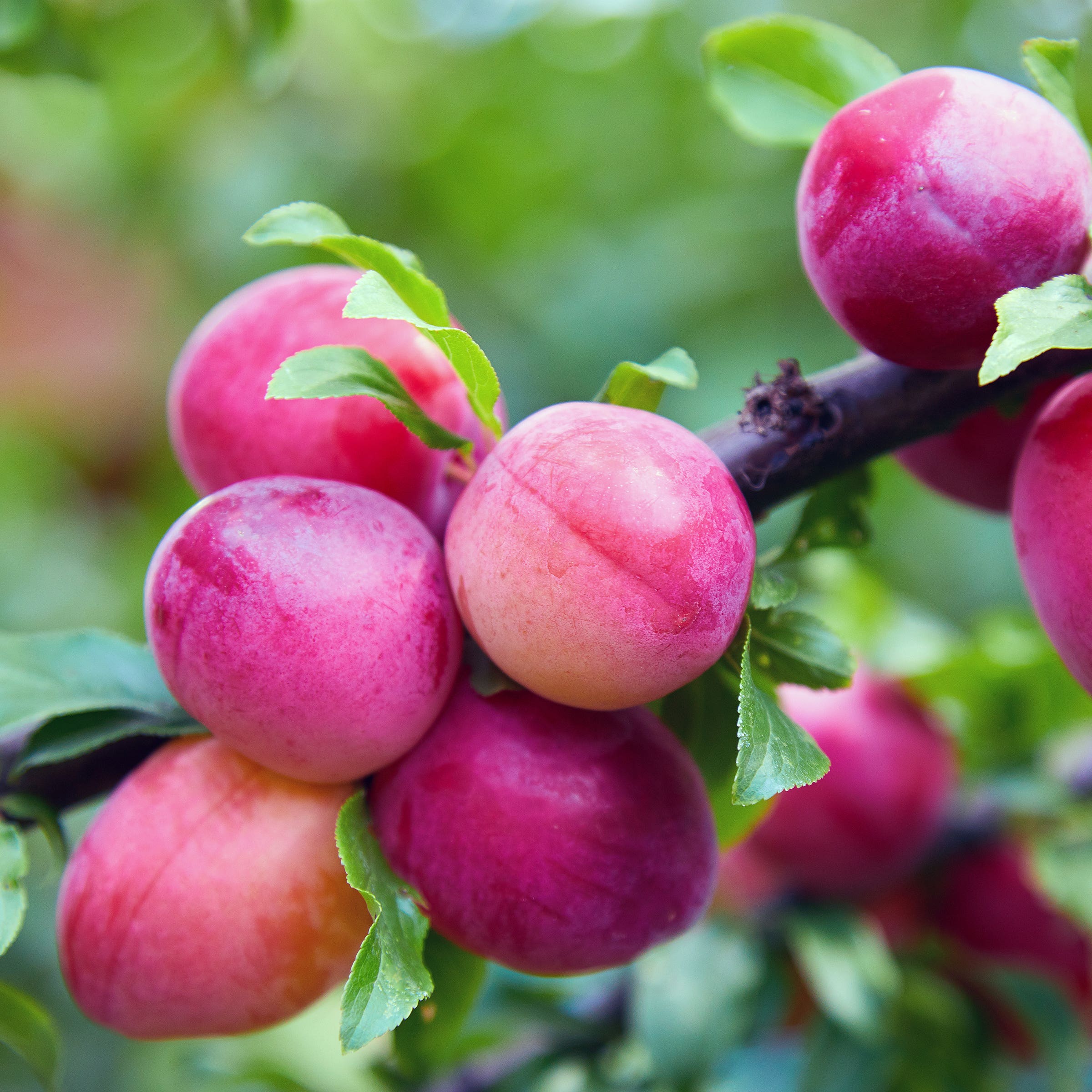 Toka Plum Tree, #7