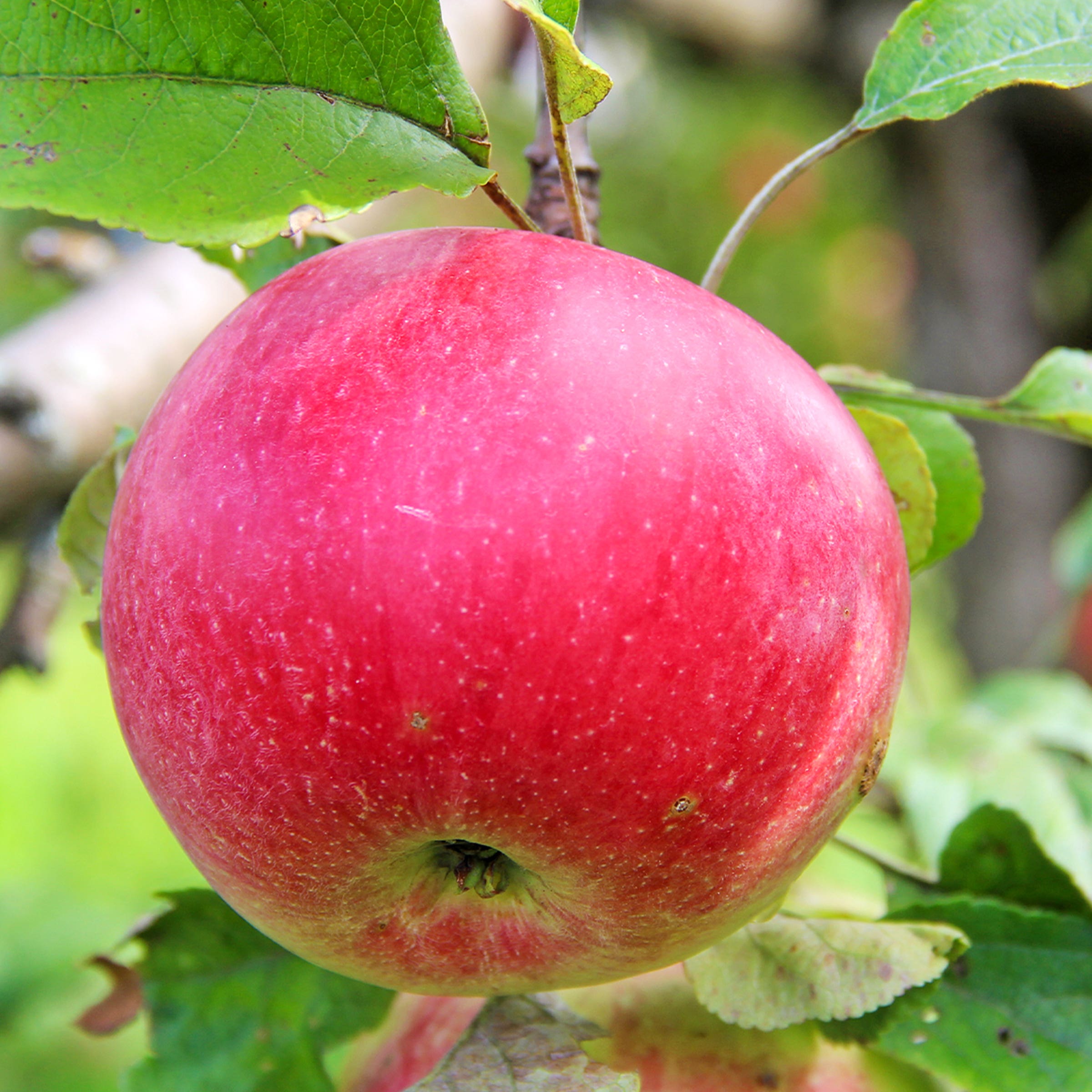 Wealthy Apple Tree, # 7