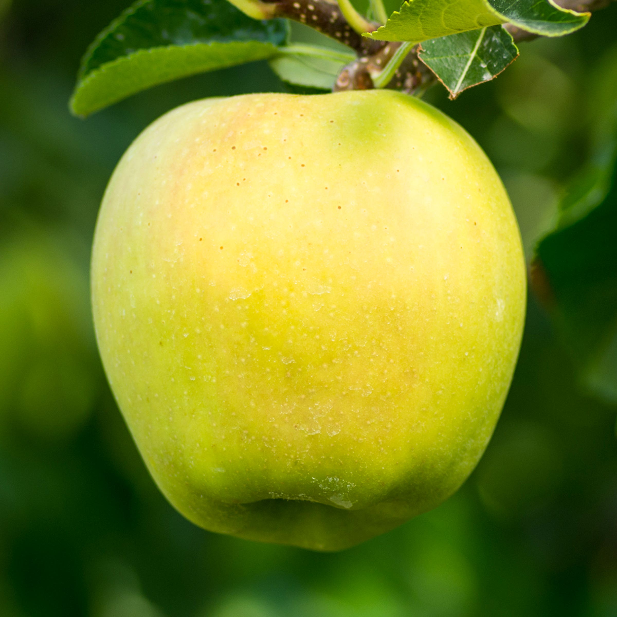 Yellow Delicious Apple Tree, # 7