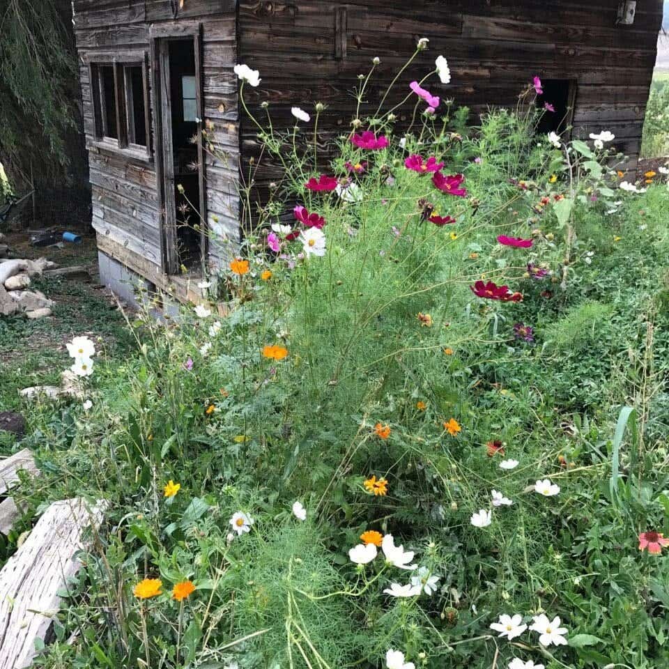 Great Basin Seed Honey Bee Wildflower Seed Mix, 3 Oz. Package
