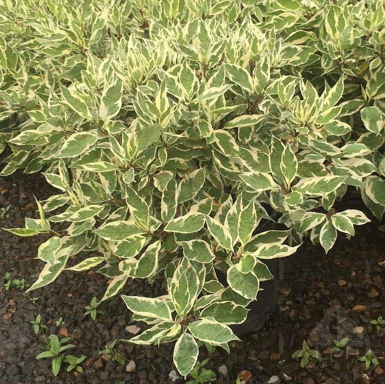 Ivory Halo Red Twig Dogwood, # 2 Container Size
