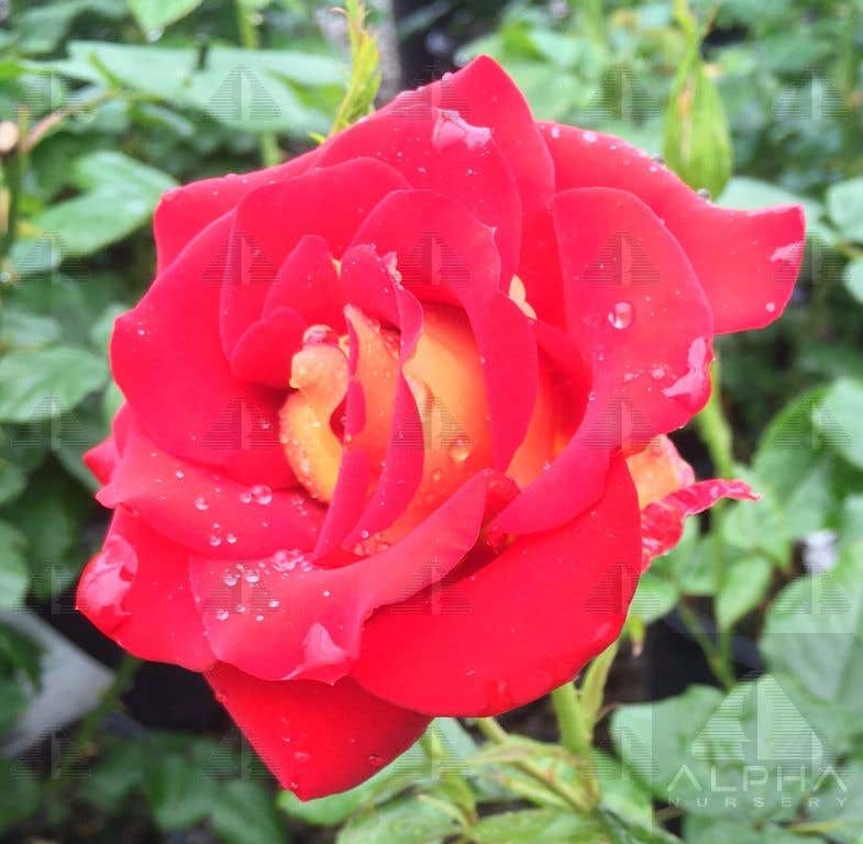 Ketchup & Mustard™Floribunda Rose, # 2 Container Size