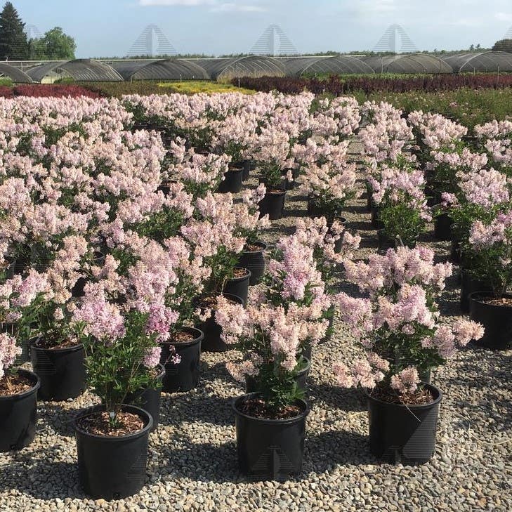 Miss Kim Korean Lilac, #2 Container Size