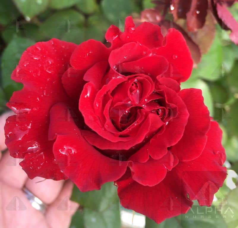 Lady in Red™ Climbing Rose, # 2 Container Size