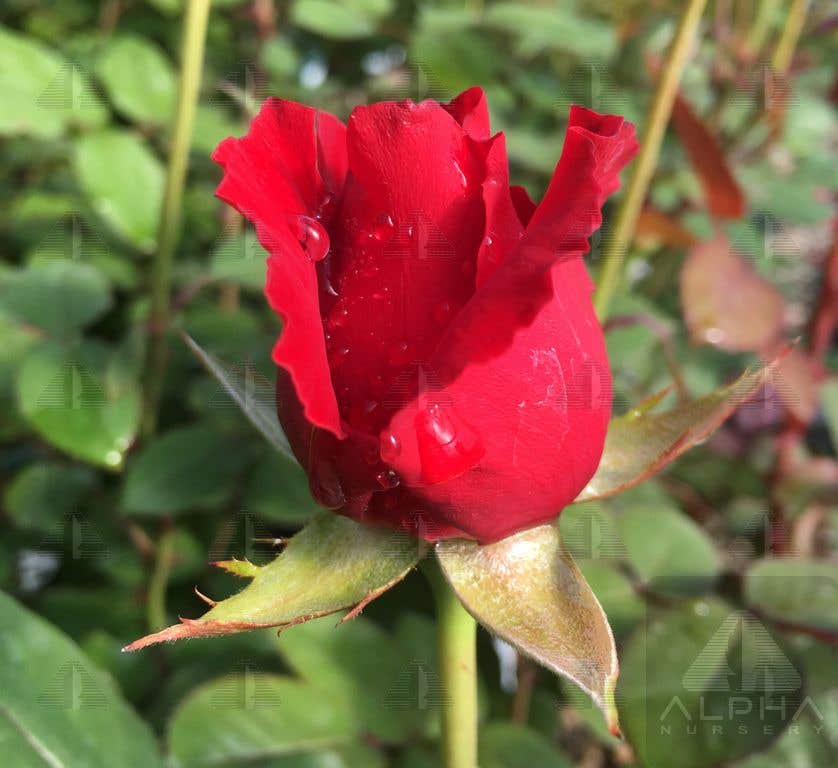 Lady in Red™ Climbing Rose, # 2 Container Size