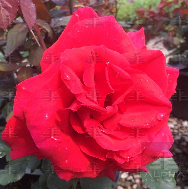 Legends™ Hybrid Tea Rose, # 3 Container Size