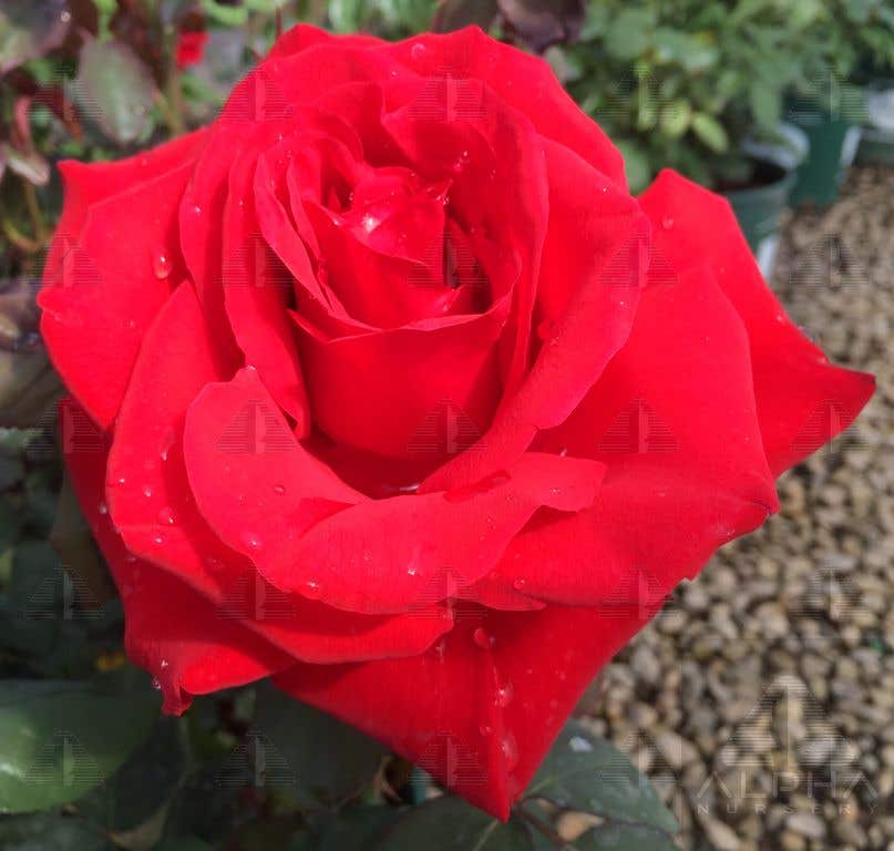 Legends™ Hybrid Tea Rose, # 3 Container Size