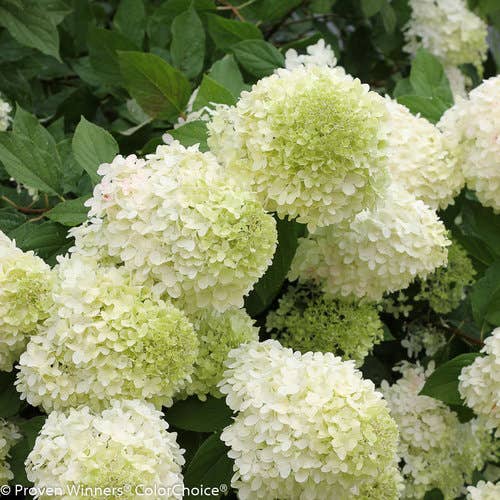 Limelight Hydrangea, # 2 Container Size