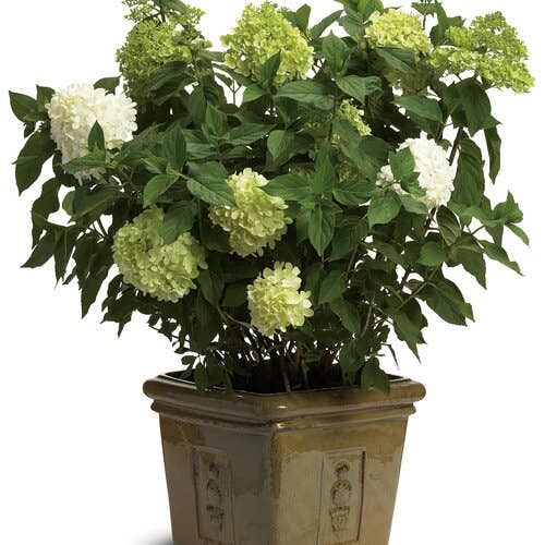 Limelight Hydrangea, # 2 Container Size