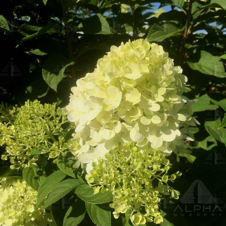 Limelight Hydrangea, # 2 Container Size