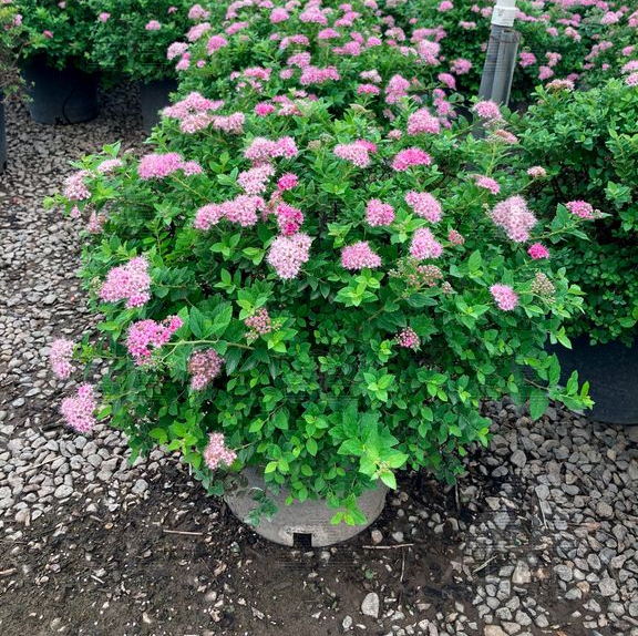 Little Princess Spirea, # 2 Container Size