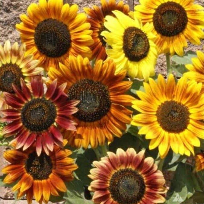 Great Basin Seed Sunflower Wildflower Seed Mix, 3 Oz. Package