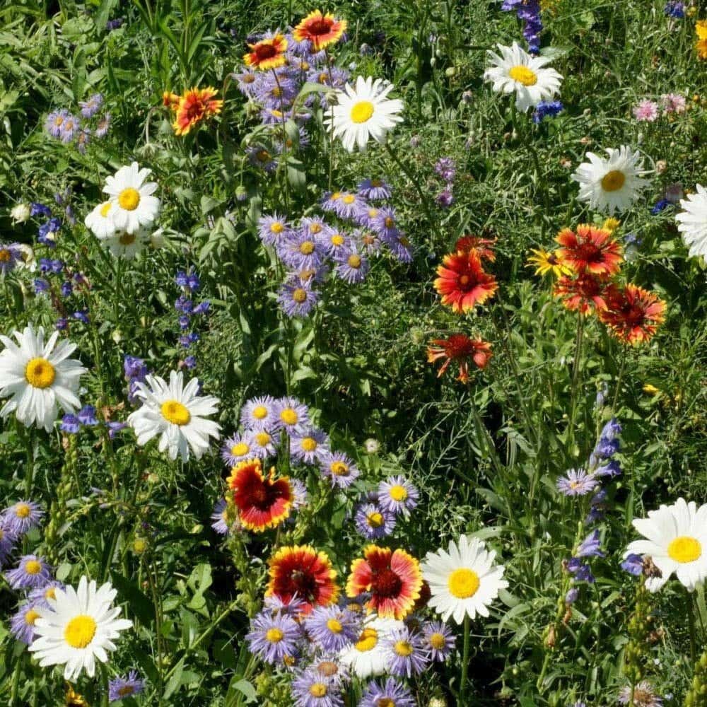 Great Basin Seed Mountain Wildflower Seed Mix, 3 Oz. Package