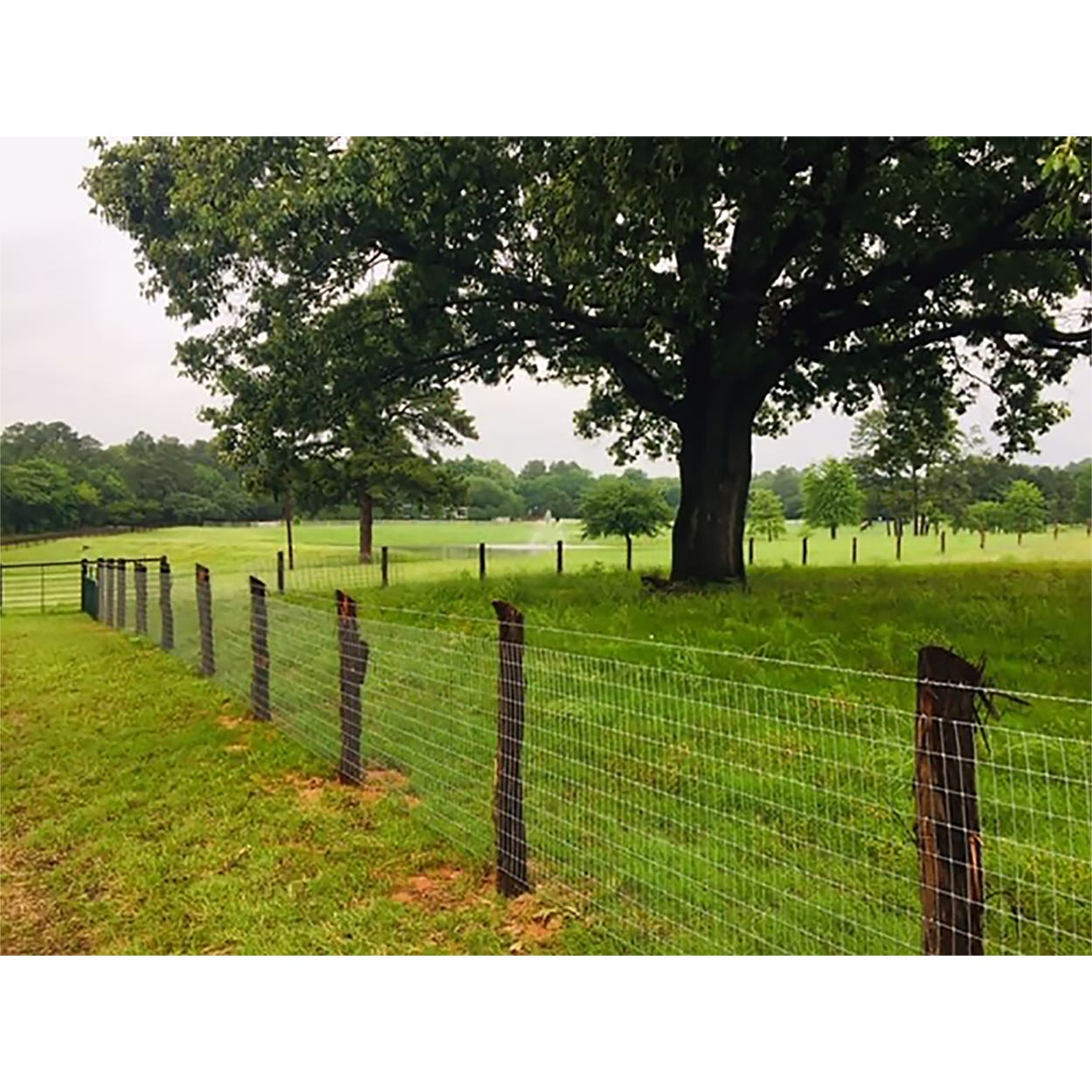 Max-Tight Horse Fence 100 Ft. L x 72" H