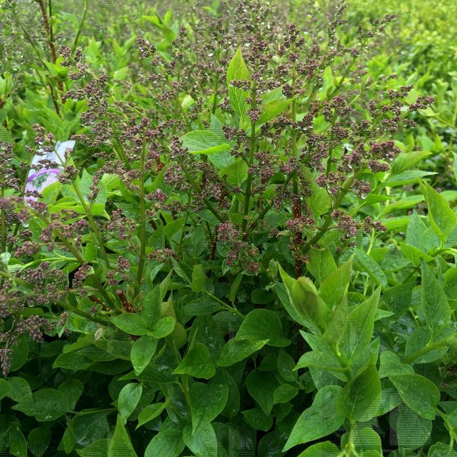 Miss Kim Korean Lilac, #2 Container Size