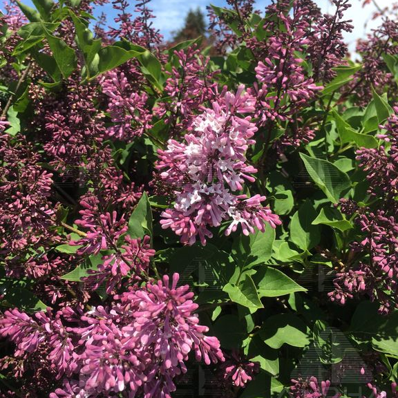Miss Kim Korean Lilac, #2 Container Size