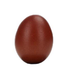 Mocha Maran Pullet Chicks