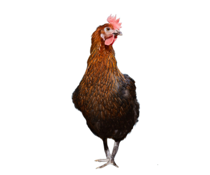 Mocha Maran Pullet Chicks