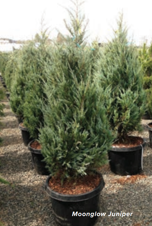 Moonglow Juniper Conifer Tree, #5