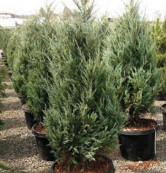 Moonglow Juniper Conifer Tree, #5