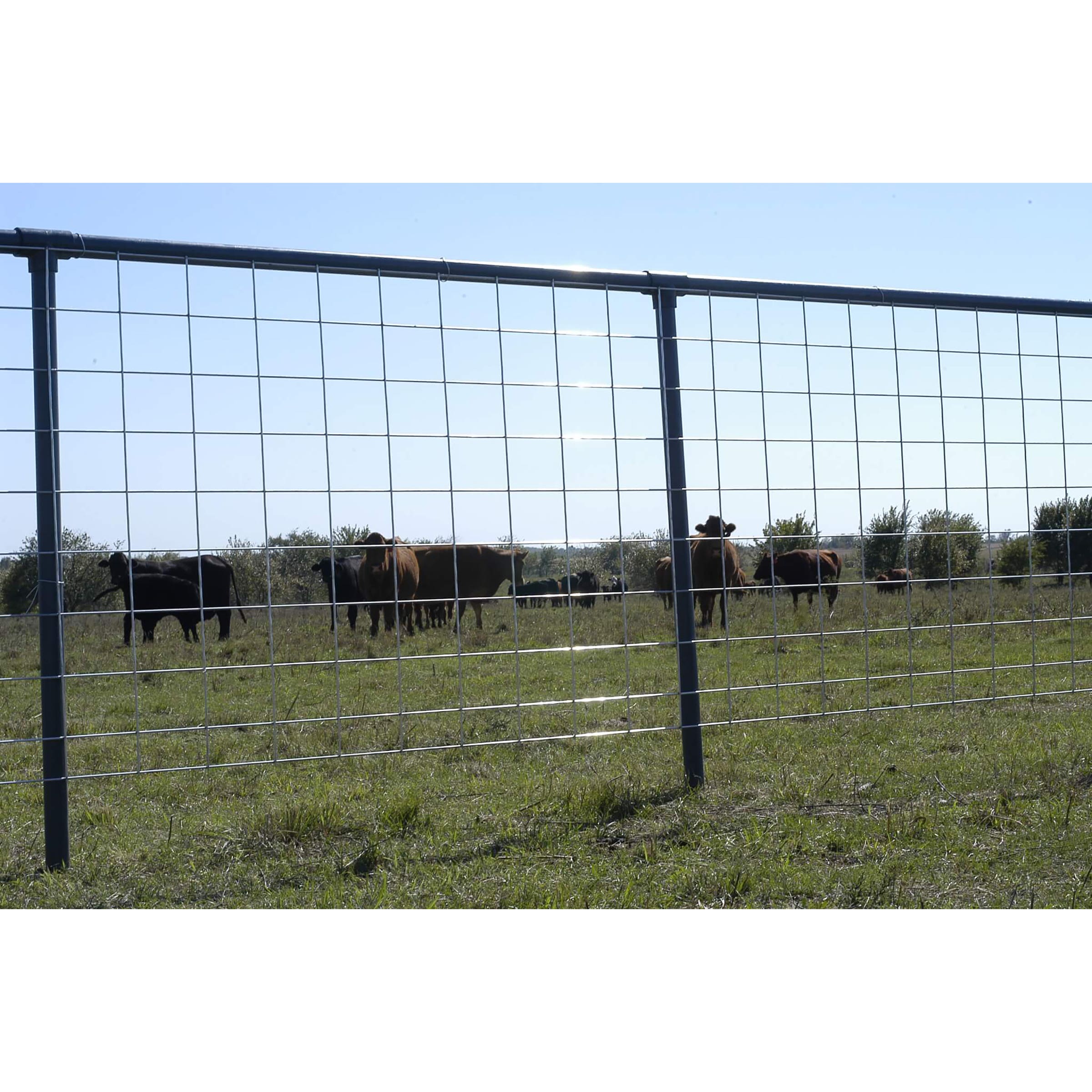 OK Brand MAX Cattle Panel, 8 ft x 50 in