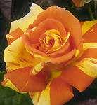 Oranges 'n' Lemons™ Shrub Rose, #2 Container Size