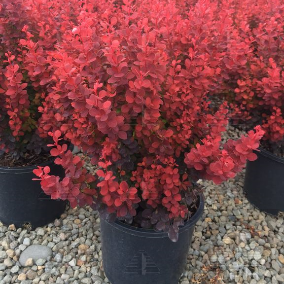 Orange Rocket Barberry, # 2 Container Size